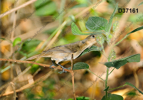 Double-collared Seedeater (Sporophila caerulescens)